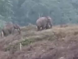 Dua Puluh Sembilan Hektar, Lahan Sawit Desa Suban Kecamatan Batang Asam, Dihancurkan Belasan Gajah Liar