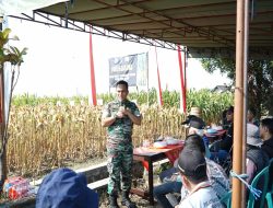 Posramil Selopuro Panen Jagung Bersama Di Dusun Kebonrejo