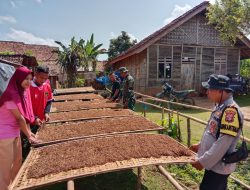 Disela Istirahat TMMD, TNI Bantu Warga Jemur Tembakau