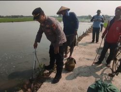 Polsek Kedokanbunder bersama Petani Jayawinangun, Gotong Royong basmi Hama Tikus