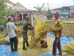 Dukung Hanpangan, Serda Sunarto Terjun Ke Lapangan Bantu Panen Padi Warga Desa Sumberjati