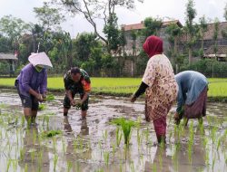 Dukung Hanpangan, Serma Abdul Manan Bantu Warga Desa Jimbe Tanam Padi