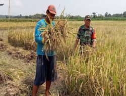 Terjun Ke Lapangan, Serma Kukuh Rubianto Bantu Warga Bendosari Panen Padi