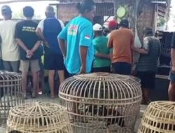 Judi 303 Sabung Ayam di Dukutalit Juwana, Kabupaten Pati Jawa Tengah Merajalela