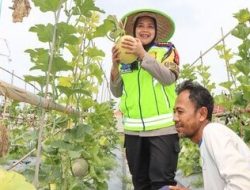 Kapolresta Cirebon kunjungi Kebun Melon ‘Milik Pak Herman’