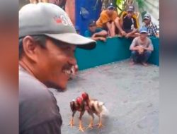 Aktifitas Perjudian 303 Sabung Ayam di Dusun Bokong, Desa Klantingsari, Kecamatan Tarik Kabupaten Sidoarjo Jawa Timur Tak Tersentuh Hukum