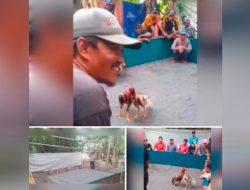 Arena Perjudian 303 Sabung Ayam di Bokong Desa Klantingsari, di Bakar Polsek Tarik, Polres Sidoarjo “Laporan Jejak Kasus