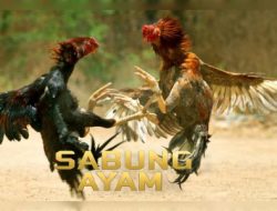 Judi Sabung Ayam di Sokobanah, Kabupaten Sampang Madura diduga Keras Masih beraktifitas