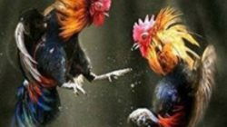 Judi Sabung Ayam di Pangkep, Polda Sulawesi Selatan Diharapkan Tegas