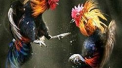 Judi 303 Sabung Ayam di Pekon Bumi Ratu, Kecamatan ngambur Kabupaten Pesisir barat Aktifitas