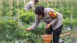 Kapolresta Cirebon Panen Cabai dan Pengecekan Lahan Program Ketahanan Pangan