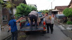 Gerebek Judi Sabung Ayam Polres Nganjuk Amankan 3 Alat bukti Ayam Bangkok