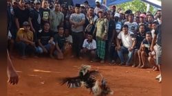 APH diminta Tegas Jaraknya Judi Sabung Ayam di Desa Lembang Tumbang Datu, Kecamatan Sangalla Utara, Kab. Tana Toraja