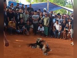 Kebal Hukum “Perjudian 303 Sabung Ayam di Sokobanah, Kabupaten Sampang belum ada tindakan