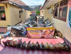 Markas Judi 303 Sabung Ayam Polres Pringsewu – Polda Lampung, Puluhan Sepeda Motor dan Ayam Aduan diamankan