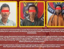 Polres Toraja Utara berhasil mengamankan 3 ekor ayam, 1 ekor ayam jantan