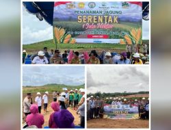 Kegiatan Penanaman Jagung Serentak 1 Juta Hektar dilahan HGU PT.SAWINDO Kencana,