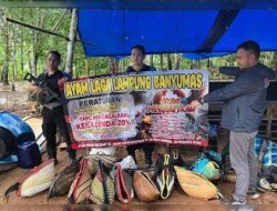 Gerebek Markas Judi Sabung Ayam Polres Pringsewu Amankan Puluhan Sepeda Motor dan Ayam Aduan