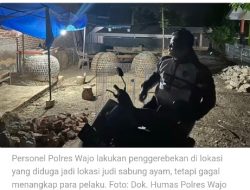 Polres Wajo, Polda Sulawesi Selatan Gagal Gerebek Judi 303 Sabung Ayam