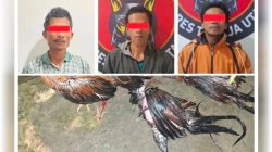 3 Pelaku judi Sabung ayam di Toraja Utara terancam hukuman maksimal 10 tahun penjara