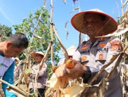 Kabid Humas Polda Aceh Panen Jagung Program Ketahanan Pangan