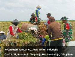 Babinsa Sumberrejo Bojonegoro bantu Petani Tlogohaji Memanen Padi