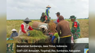 Babinsa Sumberrejo Bojonegoro bantu Petani Tlogohaji Memanen Padi