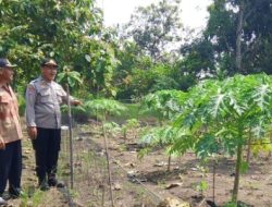 Unit Binmas Polsek Padangan Cek Tanaman Di Lahan Ketahanan Pangan