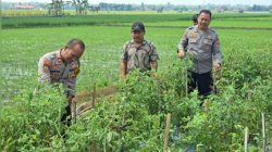 Dukung Asta Cita Presiden RI, Kapolsek Padangan Dampingi Petani Panen Tomat