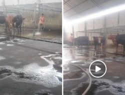 Dugaan Penggelonggongan Sapi di Wilayah Hukum Polsek Krian, Kabupaten Sidoarjo, Jawa Timur