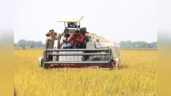 Panen Raya Padi Serentak, Polres Bojonegoro Dukung Petani Lewat Pendampingan Intensif