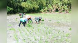 Babinsa Kodim Bojonegoro bantu Petani Wujudkan Ketahanan Pangan Nasional