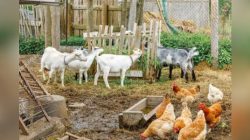 Gagal dengan Domba, Pemkab Bojonegoro Kini Coba Peruntungan dengan Ayam