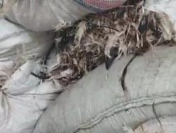 Pabrik Penggilingan Bulu Ayam di Desa Sumberjo, Kecamatan Widang, Tuban Menimbulkan Bau Menyengat