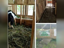 Kematian 14 Ekor Kambing Program BUMDes Sumber Berkah Jadi Misterius
