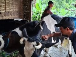 Waspada Lur! Virus PMK ‘Comeback’ di Jombang Awal 2026, Puluhan Sapi Mulai Terjangkit